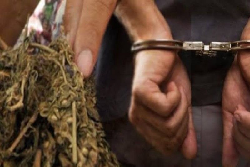 Penangkapan pelaku ganja yaitu AHY.