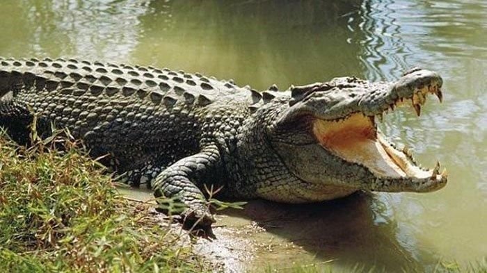 Ilustrasi. Buaya pemangsa manusia. (Foto: Dok Net/ Istimewa).