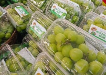 Ramai di Medsos, Satu Keluarga Sakit Batuk Akibat Konsumsi Anggur Muscat: 3 Negara ASEAN Ini Pantau Ketat Peredaran Buah Kecil Nan Hijau Itu
