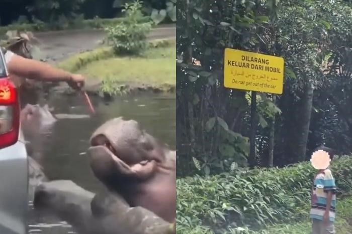 Potret rekaman video amatir wisatawan nakal di Taman Safari yang beri makan kuda nil dengan sampah (kiri) dan keluyuran di area satwa lepas (kanan).