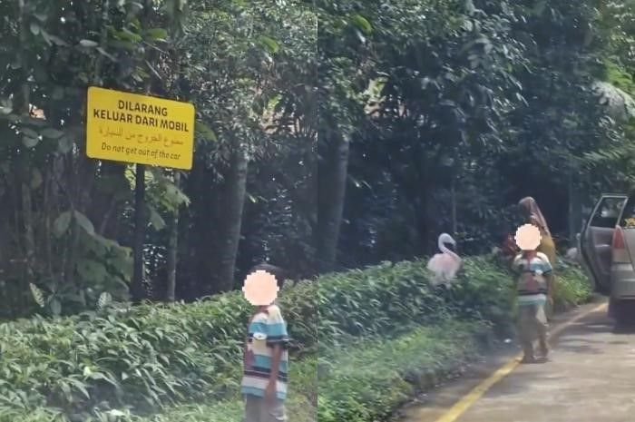Potret video amatir terkait aksi berbahaya pengunjung ke luar dari mobil di area berbahaya Taman Safari Bogor, Jawa Barat.