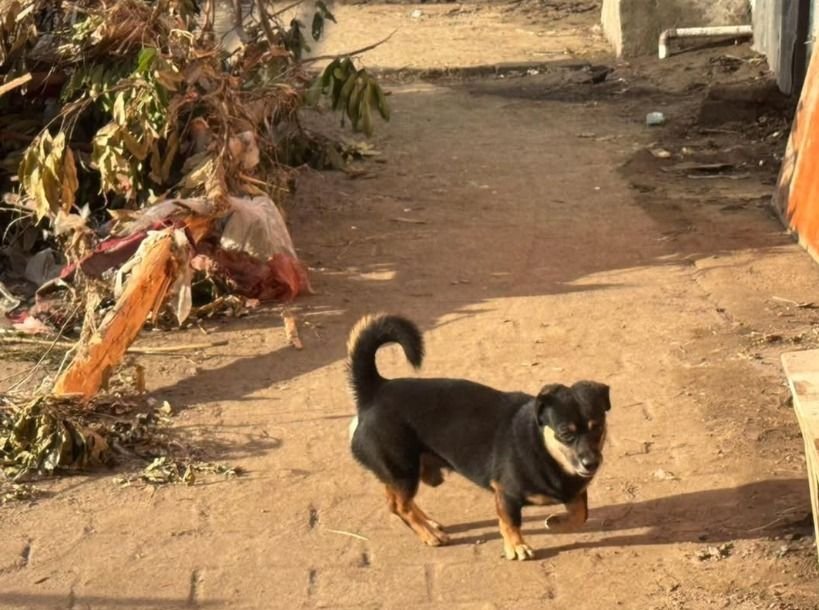 Seskab Teddy bagikan cerita soal anjing yang jadi penyelamat warga saat terjadi banjir besar di Bali.