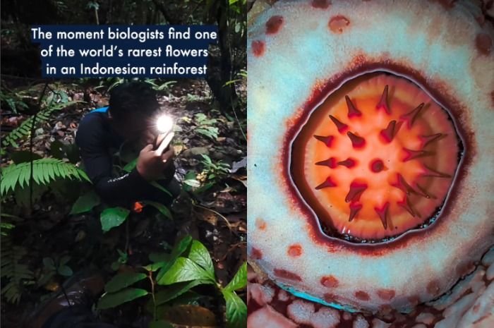 Mengintip kisah penemuan Rafflesia hasseltii di pedalaman hutan Sumatera Barat.