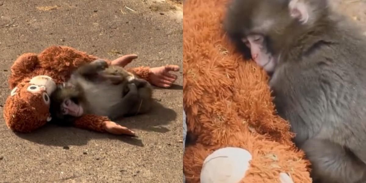 Mengintip kisah viral bayi monyet Punch yang menjadikan boneka orang utan sebagai pengganti pelukan hangat ibunya.