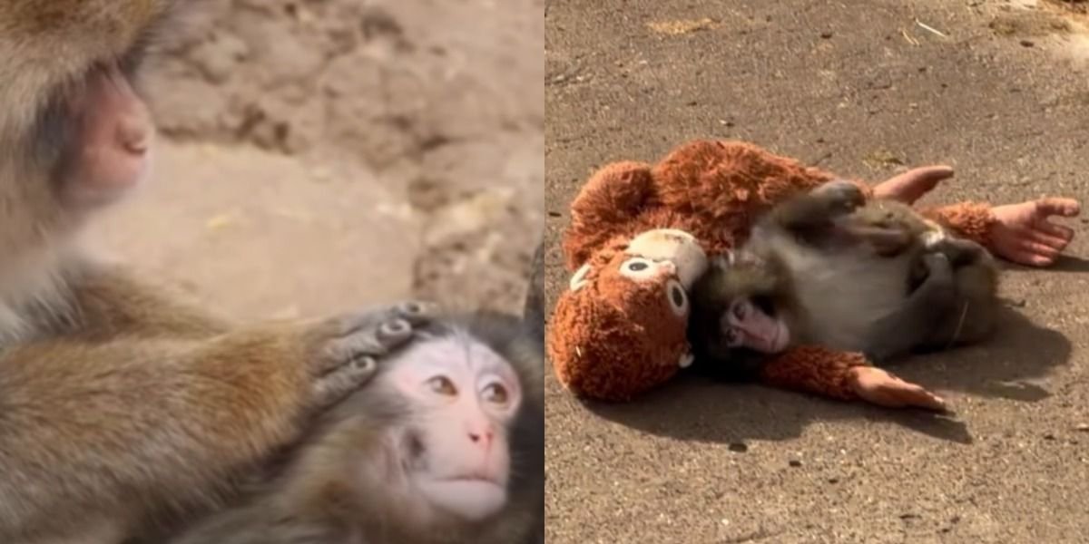 Mengintip kisah viral seekor bayi monyet Punch yang sempat menyendiri karena boneka hingga akhirnya temukan sosok yang mau menerimanya.