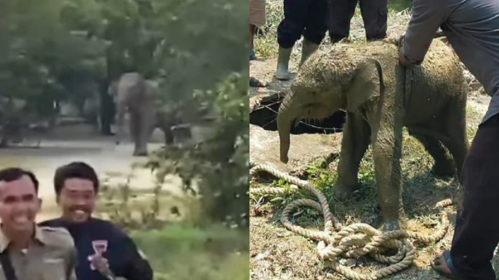 Momen kawanan gajah liar masuk ke mess karyawan di Siak, Riau.