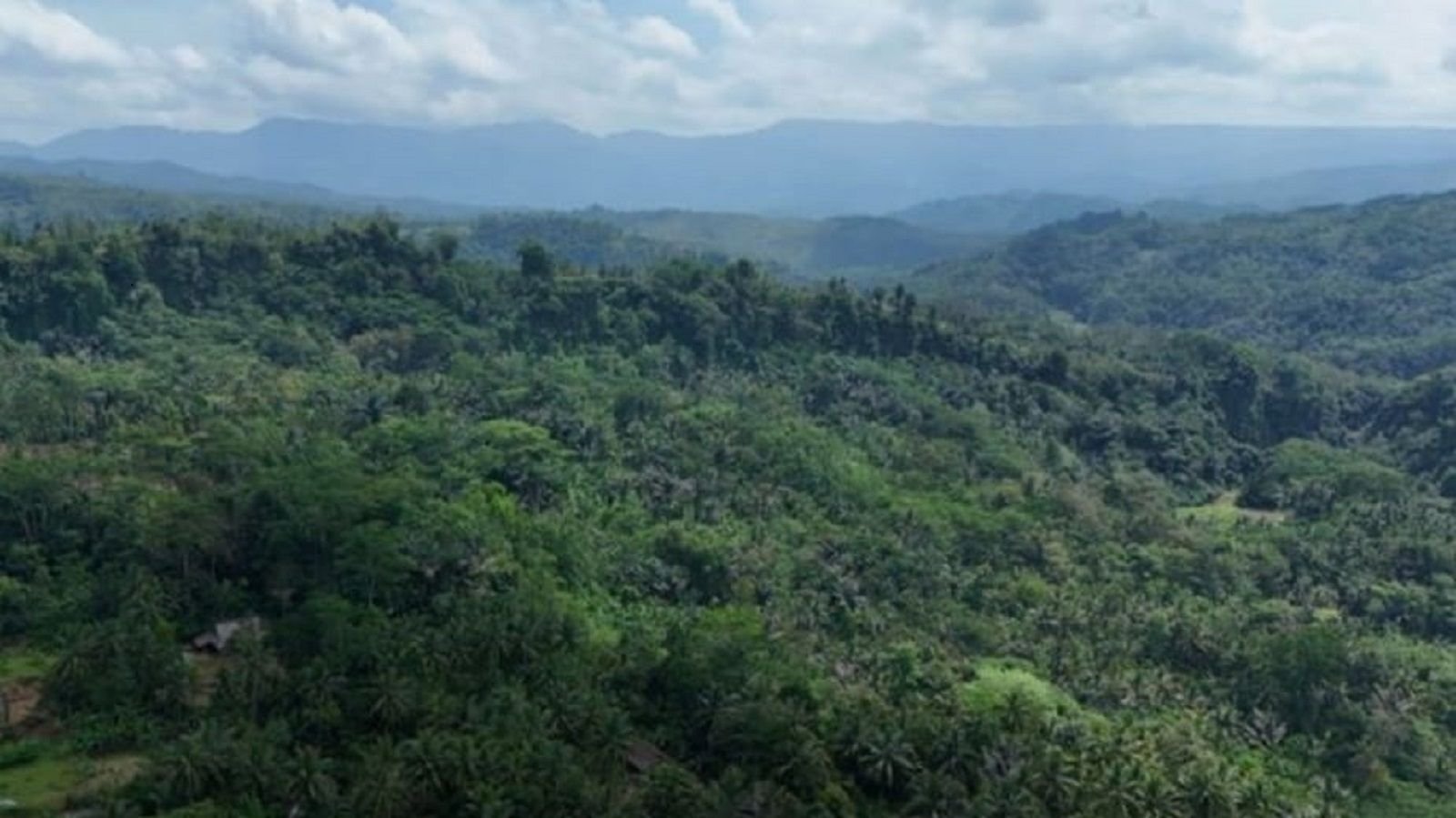 Ilustrasi kawasan hutan lahan kompensasi