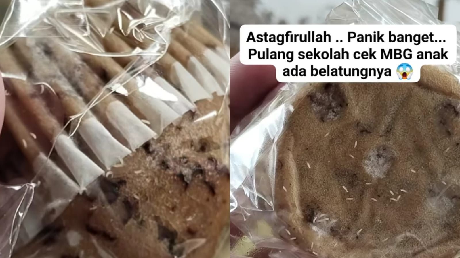 Viral roti di menu MBG yang banyak ditemukan belatung.