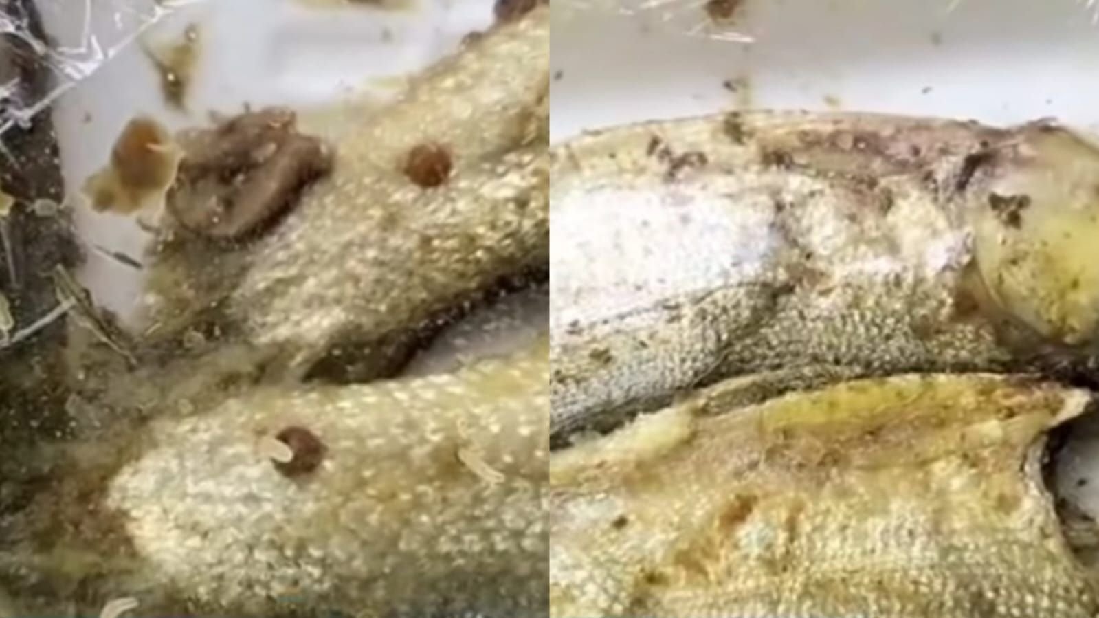 Menu ikan bandeng MBG kembali menuai sorotan karena ditemukan belatung.