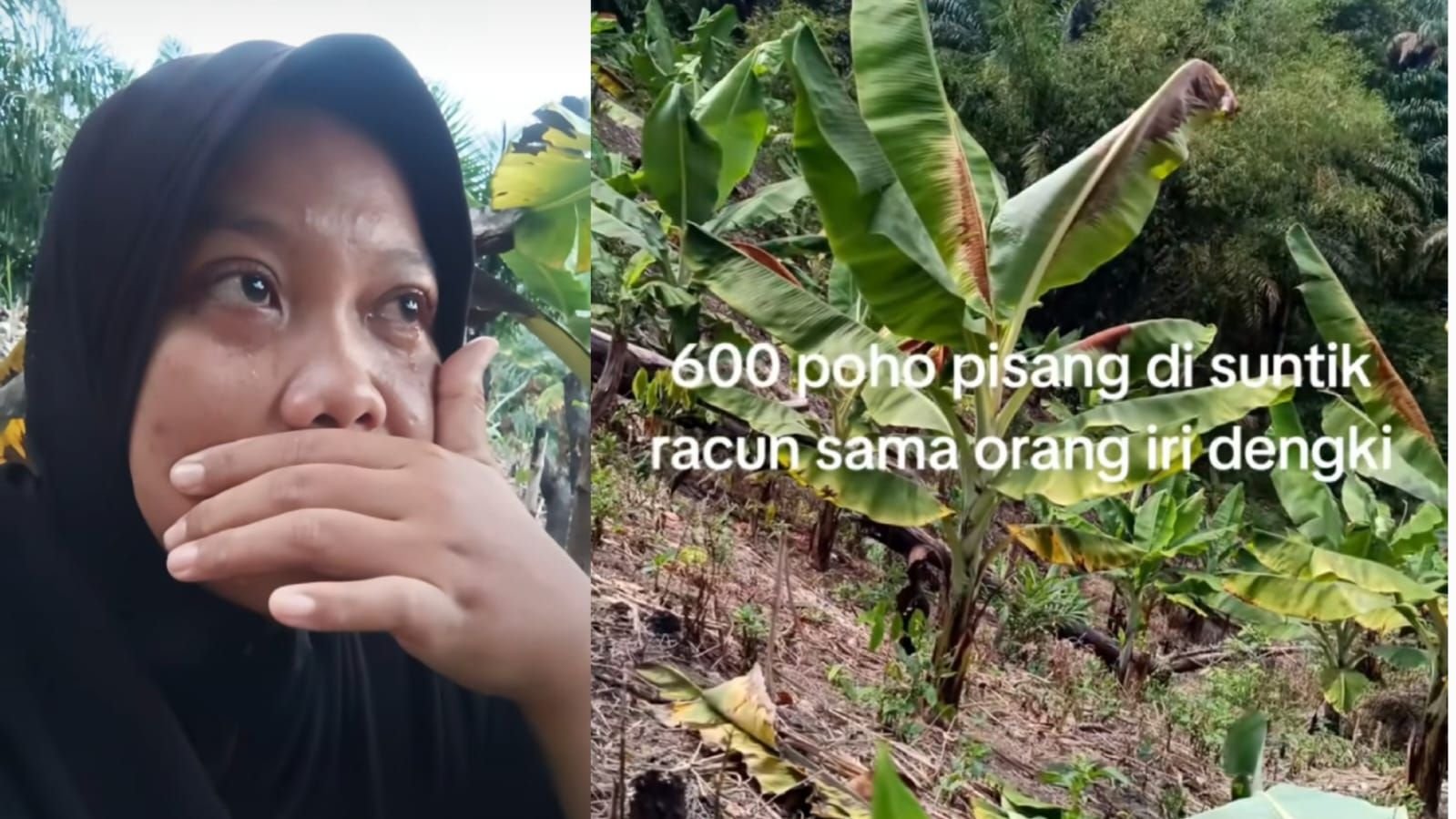 Viral curhatan petani yang pohon pisangnya diduga diracun.