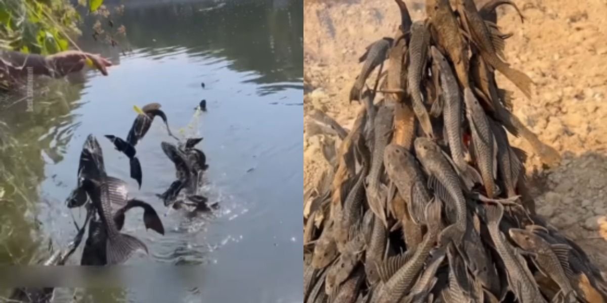 Menyoroti aksi penangkapan massal terhadap ikan sapu-sapu di perairan wilayah Jakarta. Berikut ini ulasan selengkapnya.