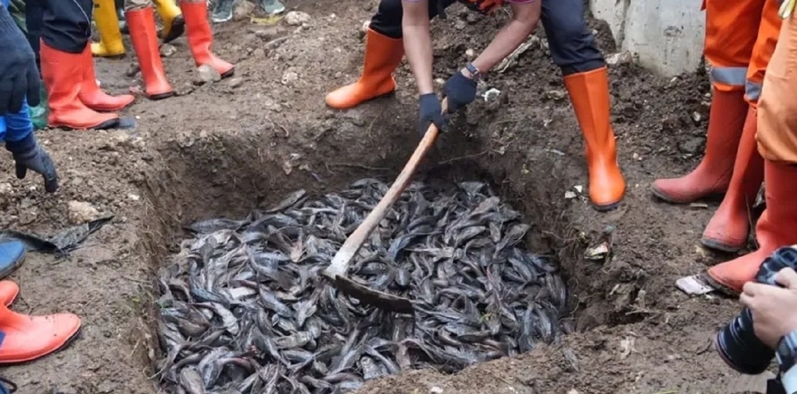 Pemusnahan ikan sapu-sapu hasil tangkapan di beberapa sungai di Jakarta dilakukan dengan dikubur.