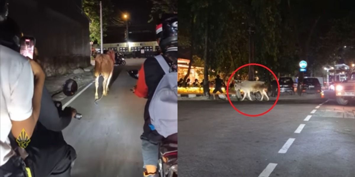 Mengintip insiden tak terduga yang terjadi pada seekor sapi kurban saat momen jelang Idul Adha 2026 di kawasan Stasiun Klaten, Jawa Tengah