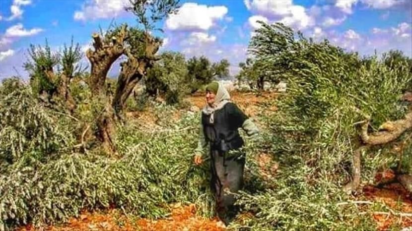 Pemukim Israel merampok buah zaitun milik petani Palestina di Tepi Barat. Ini disampaikan langsung oleh salah satu petani di Desa Salem, Timur Kota Nablus. (Foto: Dok Net/ Istimewa).