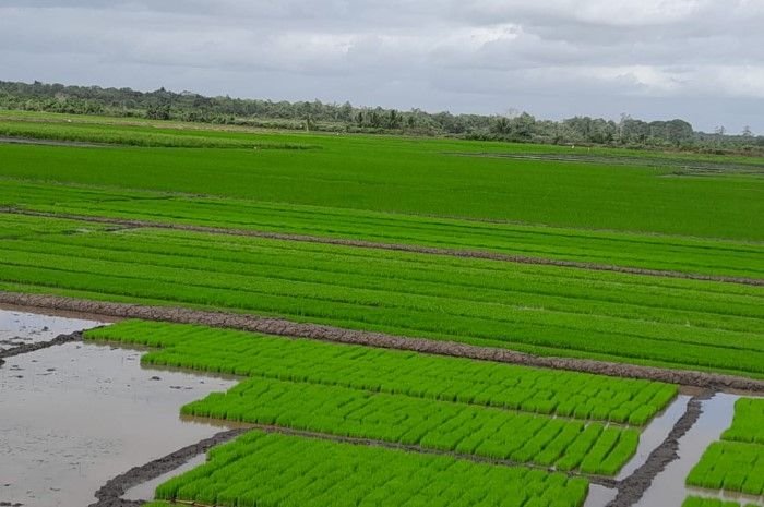 Potret Persawahan di Kabupaten Merauke, Papua Selatan