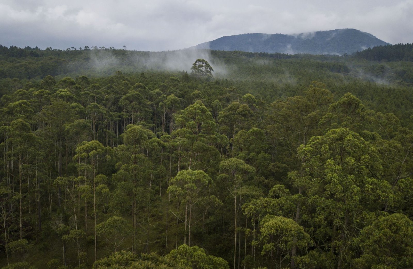Ilustrasi hutan lindung