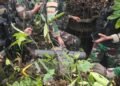 Koops TNI Habema Berhasil Amankan Kembali Senjata Caracal yang Dirampas Kelompok OPM di Maybrat